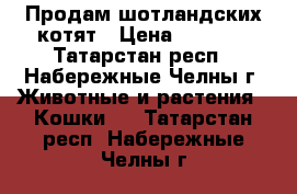 Продам шотландских котят › Цена ­ 1 000 - Татарстан респ., Набережные Челны г. Животные и растения » Кошки   . Татарстан респ.,Набережные Челны г.